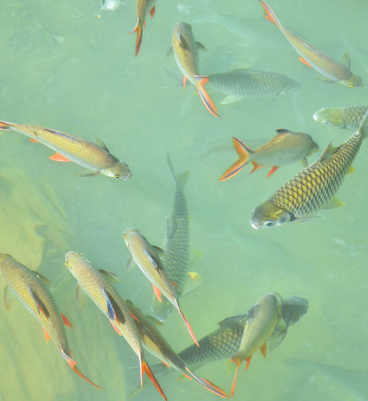 High-Purity Salt in Aquaculture