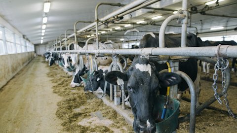 Dairy cattle feeding in a barn