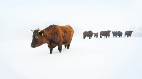 Cattle crossing a snow-covered pasture