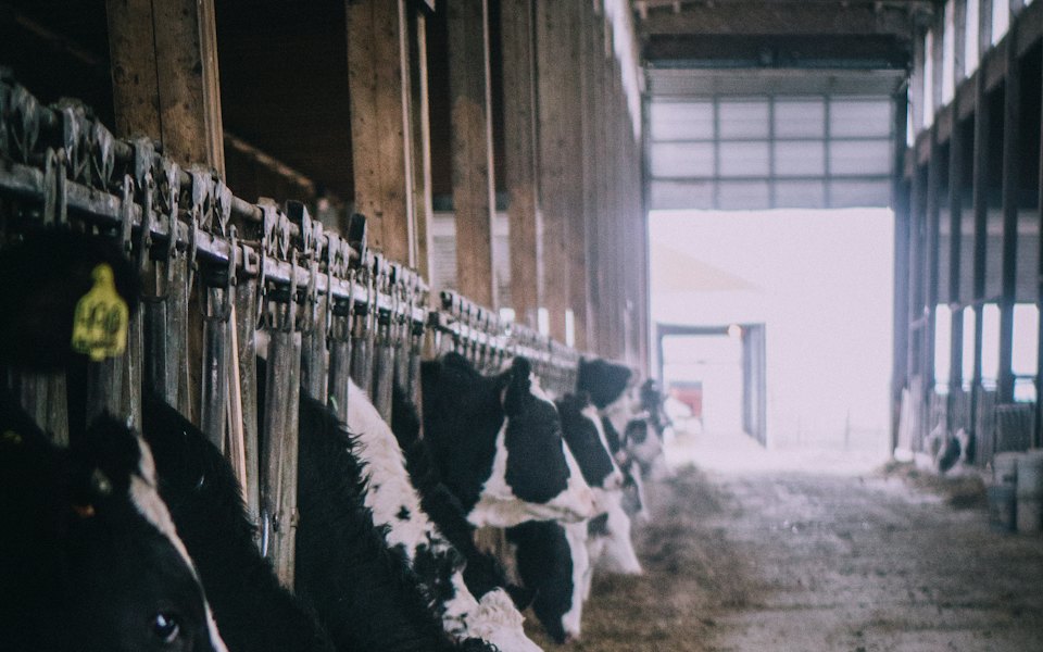 Cattle feeding in a livestock barn